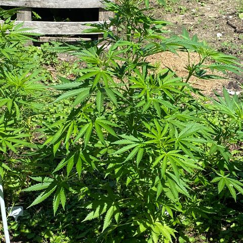 Hollands Hope  #2 growlog timeline photo