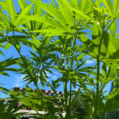 Hollands Hope  #2 growlog timeline photo