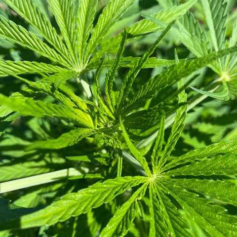 Hollands Hope  #2 growlog timeline photo