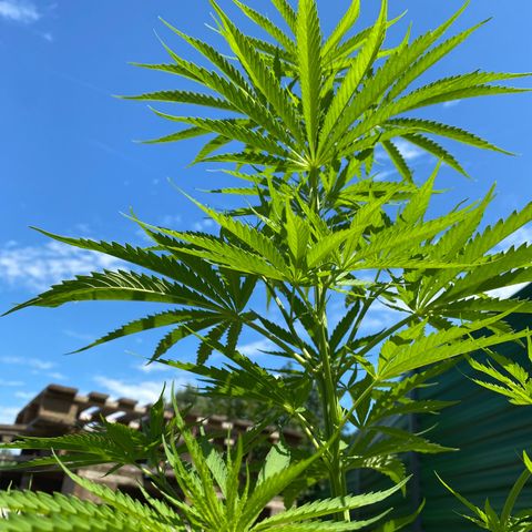 Hollands Hope  #1 growlog timeline photo