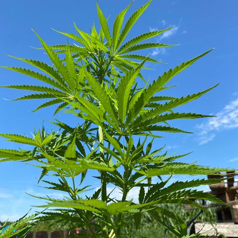 Hollands Hope  #1 growlog timeline photo