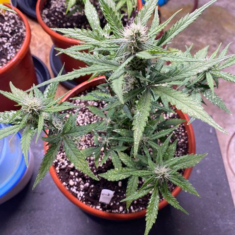 Royal Queen Seeds/ Medusa F1 #2 growlog timeline photo