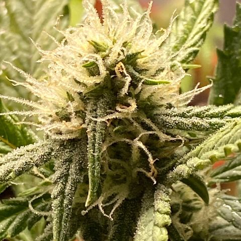 Royal Queen Seeds/ Medusa F1 #2 growlog timeline photo