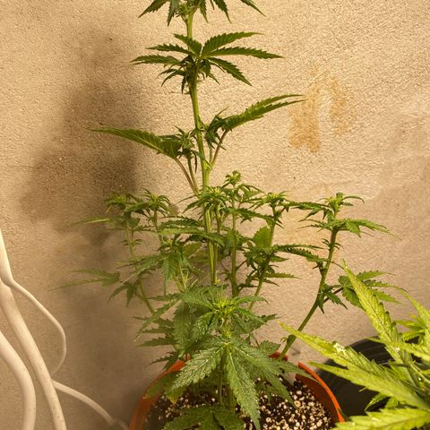 Royal Queen Seeds/ Medusa F1 #1 growlog timeline photo