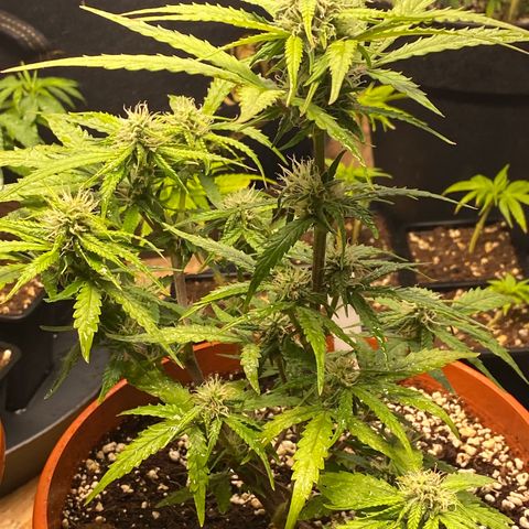 Royal Queen Seeds/ Medusa F1 #3 growlog timeline photo