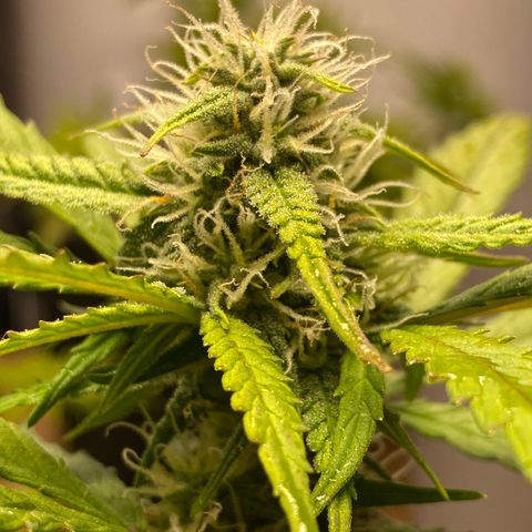 Royal Queen Seeds/ Medusa F1 #3 growlog timeline photo