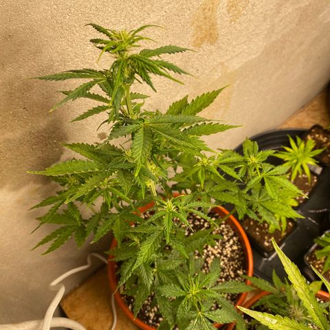 Royal Queen Seeds/ Medusa F1 #1 growlog timeline photo
