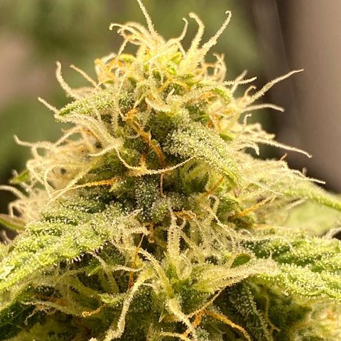 Royal Queen Seeds/ Medusa F1 #4 growlog timeline photo