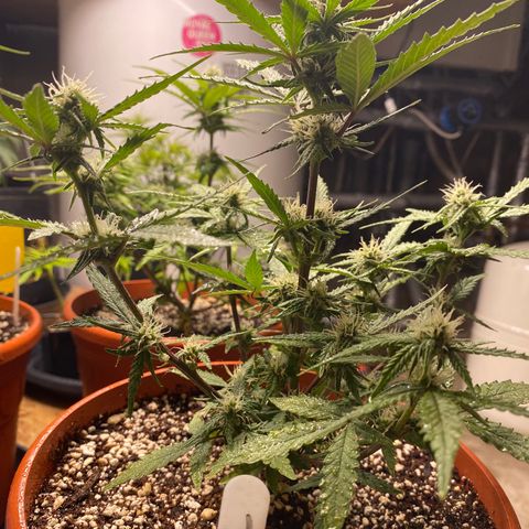 Royal Queen Seeds/ Medusa F1 #2 growlog timeline photo