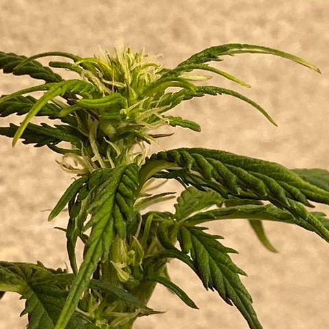 Royal Queen Seeds/ Medusa F1 #1 growlog timeline photo
