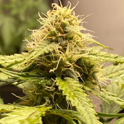 Royal Queen Seeds/ Medusa F1 #4 growlog timeline photo