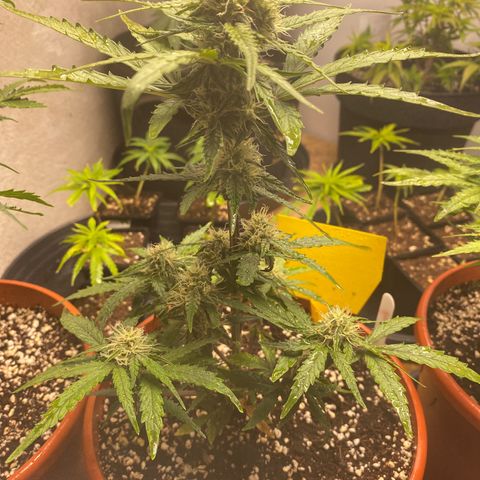 Royal Queen Seeds/ Medusa F1 #4 growlog timeline photo