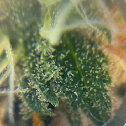 FAT banana #4 growlog timeline photo