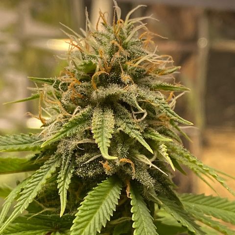 FAT banana #4 growlog timeline photo