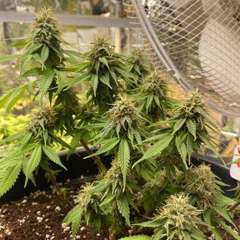 FAT banana #4 growlog timeline photo