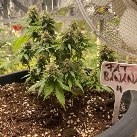 FAT banana #4 growlog timeline photo