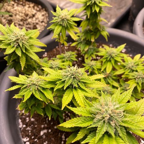 Amnesia Haze #2 growlog timeline photo