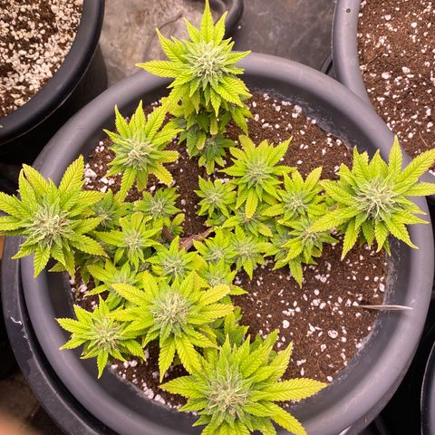 Amnesia Haze #2 growlog timeline photo