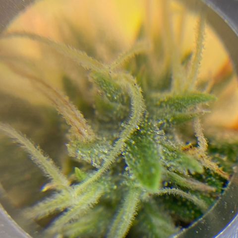 Amnesia Haze #2 growlog timeline photo