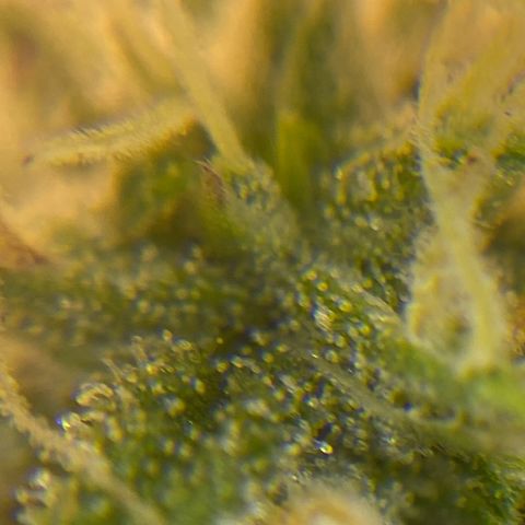 Amnesia Haze #2 growlog timeline photo