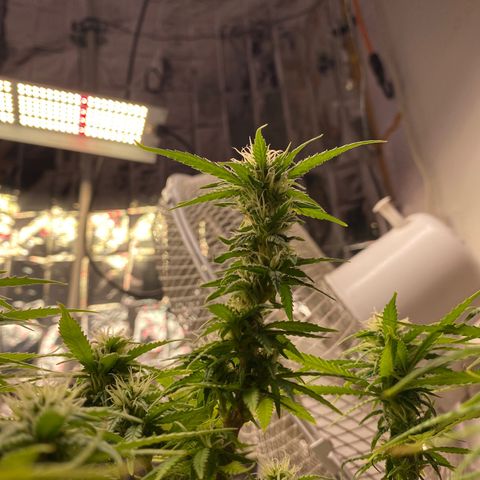 Al Patron #2 growlog timeline photo
