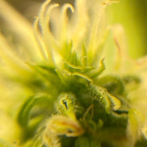 Al Patron #2 growlog timeline photo