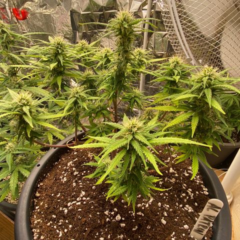 Al Patron #2 growlog timeline photo