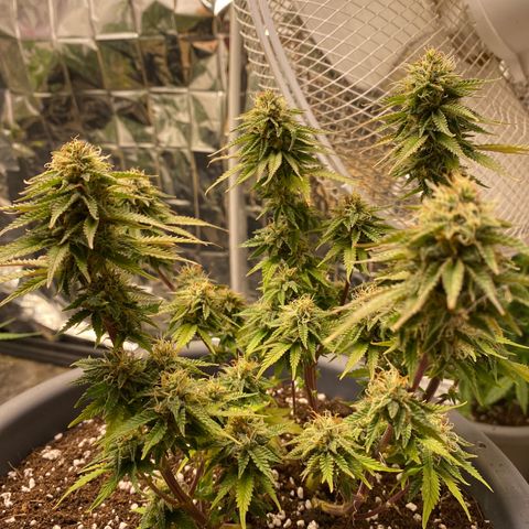 Al Patron #1 growlog timeline photo