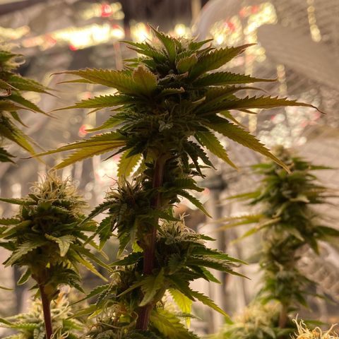 Al Patron #1 growlog timeline photo