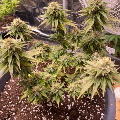 Al Patron #1 growlog timeline photo