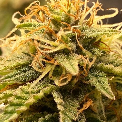Al Patron #1 growlog timeline photo