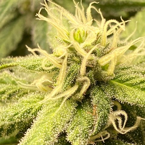 FAT banana #2 growlog timeline photo