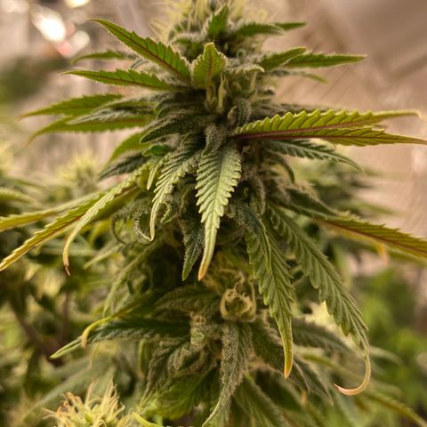 FAT banana #2 growlog timeline photo