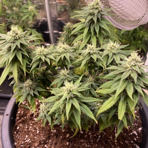 FAT banana #2 growlog timeline photo