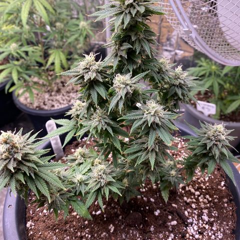 FAT banana #1 growlog timeline photo