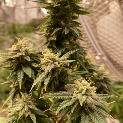 FAT banana #1 growlog timeline photo