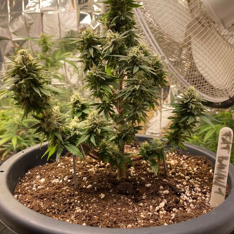 FAT banana #1 growlog timeline photo