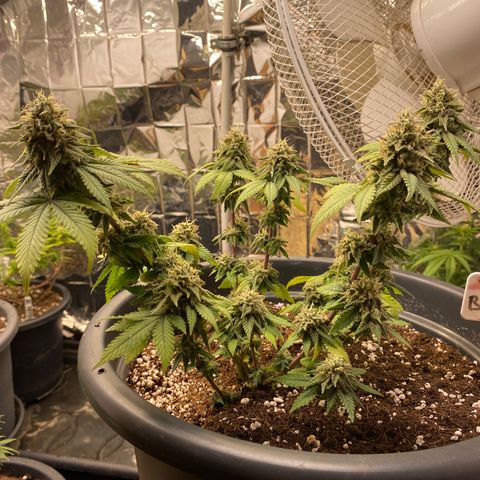 FAT banana #3 growlog timeline photo