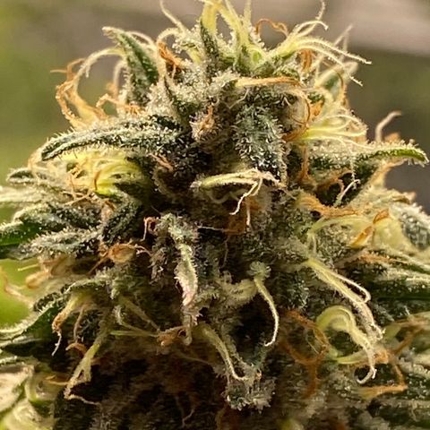 FAT banana #3 growlog timeline photo