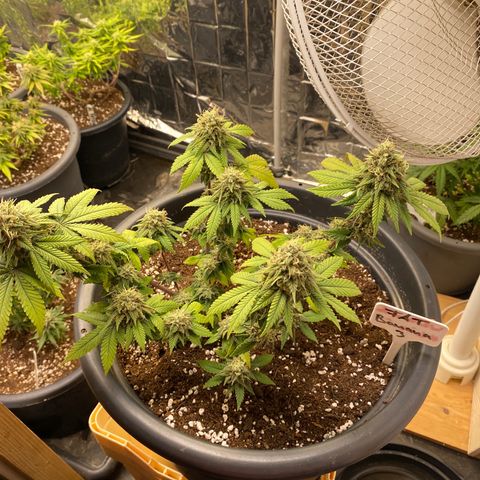 FAT banana #3 growlog timeline photo