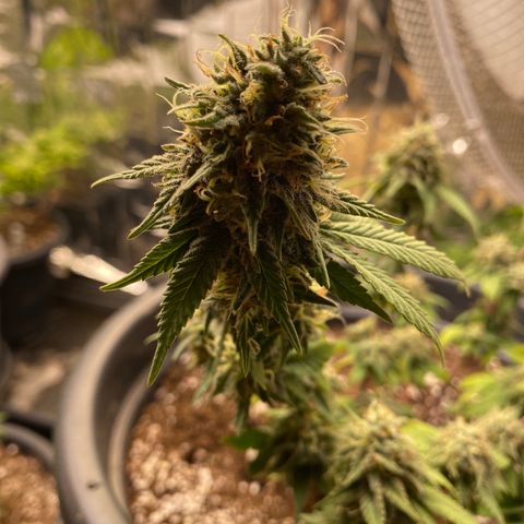 FAT banana #3 growlog timeline photo