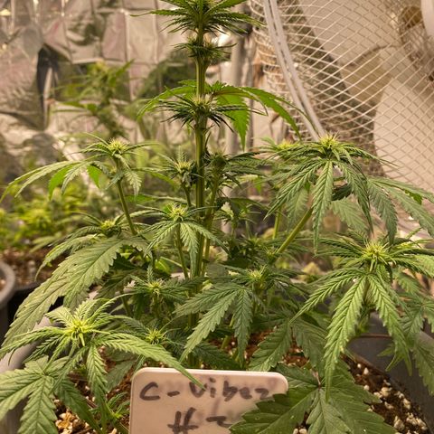 C- Vibez  #3 growlog timeline photo