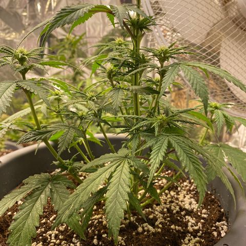 C- Vibez  #3 growlog timeline photo