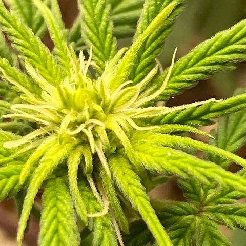 C- Vibez  #3 growlog timeline photo