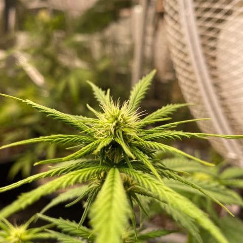 C- Vibez  #3 growlog timeline photo