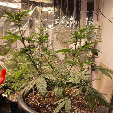 C- Vibez  #2 growlog timeline photo