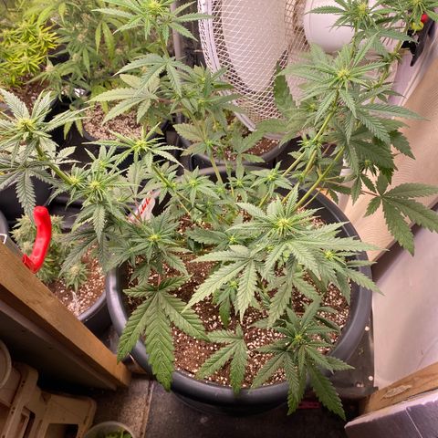 C- Vibez  #2 growlog timeline photo