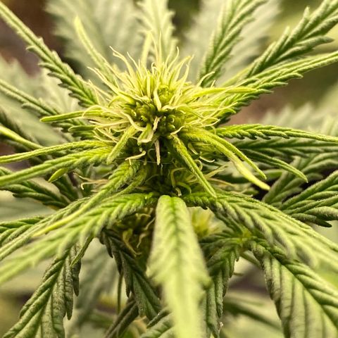 C- Vibez  #2 growlog timeline photo