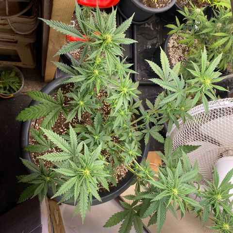 C- Vibez  #2 growlog timeline photo