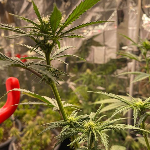 C- Vibez  #2 growlog timeline photo
